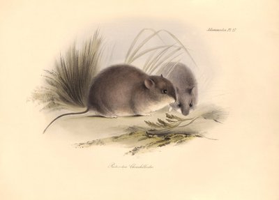 Zoologia: O "Reithrodon Chinchilloides" ou Chinchila da Patagónia descrito por Charles Darwin durante a sua viagem de exploração a bordo do Beagle. Placa de "A Zoologia da viagem do H.M.S. Beagle sob o comando do Capitão Fitzroy durante os anos 1 de Unbekannter Künstler