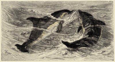 Zoologia: golfinhos (delphinus delphis) descritos e ilustrados por Carlo Vogt e Federico Specht em "Natural history illustree: mammals" 1884 de Unbekannter Künstler