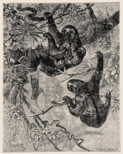 Zoologia: preguiçoso (Ai - Bradypus tridactylus) descrito e ilustrado por Carlo Vogt e Federico Specht em "Illustree Natural History: Mamíferos" 1884 de Unbekannter Künstler
