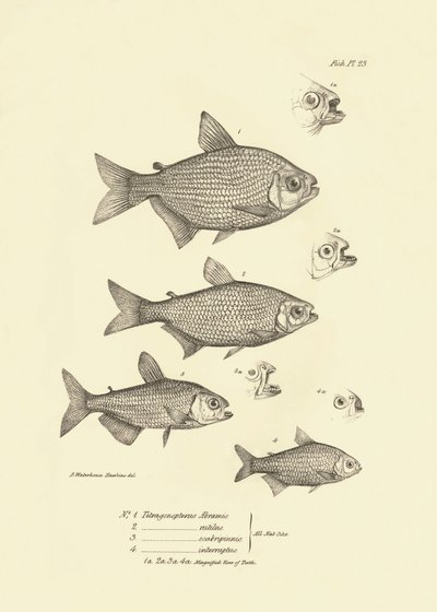 Zoologia: representação do peixe "Tetragonopterus Abramis, rutilus, scabripinnis, interruptus" descrito por Charles Darwin durante a sua viagem a bordo do Beagle. Placa de "The zoology of the voyage of H.M.S. Beagle under the command of Captaain Fitzroy du de Unbekannter Künstler