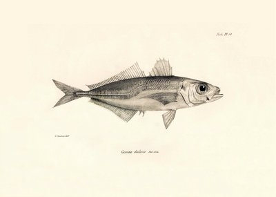 Zoologia: representação do peixe "Caranx declivis" descrito por Charles Darwin durante a sua viagem a bordo do Beagle. Prato de "The zoology of the voyage of H.M.S. Beagle under the command of Captaain Fitzroy during the years 1832-1836" (A zoologia da via de Unbekannter Künstler