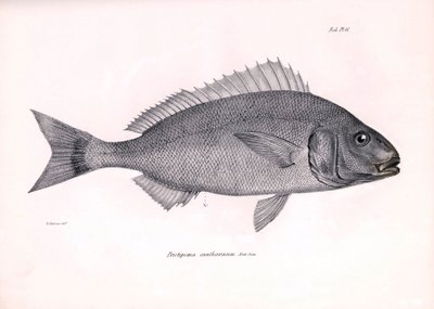 Zoologia: representação do peixe "Pristipoma cantharinum" descrito por Charles Darwin durante a sua viagem a bordo do Beagle. Placa de "The zoology of the voyage of H.M.S. Beagle under the command of Captaain Fitzroy during the years 1832-1836" (A zoologia de Unbekannter Künstler
