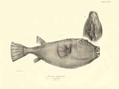 Zoologia: representação do peixe "Tetrodon (Tetraodon) angusticeps" descrito por Charles Darwin durante a sua viagem a bordo do Beagle. Placa de "The zoology of the voyage of H.M.S. Beagle under the command of Captaain Fitzroy during the years 1832-18 de Unbekannter Künstler