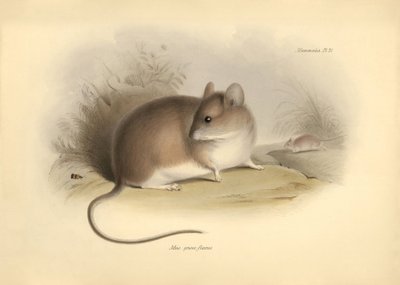 Zoologia: o "Mus griseoflavus" ou rato das folhas descrito por Charles Darwin durante a sua viagem de exploração a bordo do Beagle. Placa de "The Zoology of the voyage of H.M.S. Beagle under the command of Captain Fitzroy during the years 1832 to 1836 edit de Unbekannter Künstler
