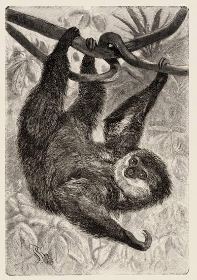 Zoologia: unau ou lazy descreve e ilustra por Carlo Vogt e Federico Specht em "História natural illustree: mammals" 1884 de Unbekannter Künstler