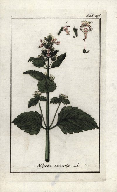catary ou catary ou cat mint (Nepeta cataria). Litografia de "Afbeelding der Artseny-Gewassen" de Johannes Zorn (1739-1799), Países Baixos de Unbekannter Künstler
