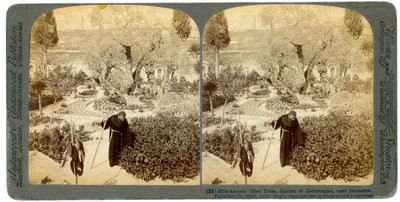 Oliveiras antigas no jardim do Getsêmani, perto de Jerusalém, Palestina, 1905. de Underwood and Underwood