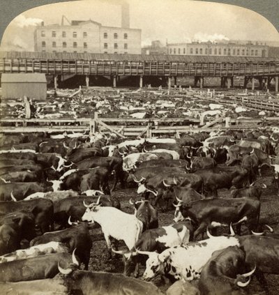 Gado, Great Union Stock Yards, Chicago, Illinois, EUA. de Underwood and Underwood