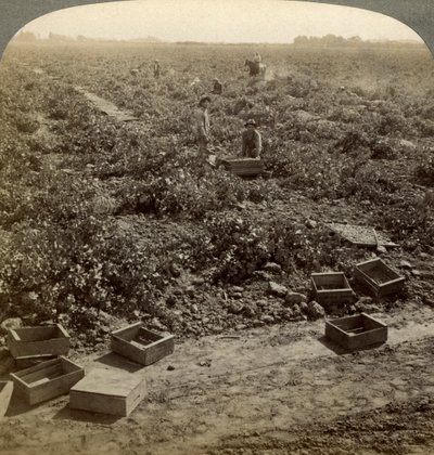 Passas de secagem, Fresno, San Joaquin Valley, Califórnia, EUA. de Underwood and Underwood