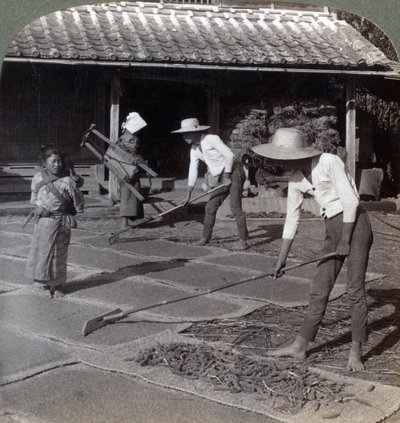 Agricultores com ancinhos de bambu espalhando milho em esteiras para secar no inverno, perto de Yokohama, Japão, 1904 de Underwood and Underwood