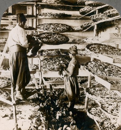 Alimentando sem-fins de seda seu café da manhã das folhas da amoreira, montanhas de Líbano, Síria, 1900s. de Underwood and Underwood