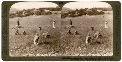 Coleta de joio do trigo nos campos pedregosos de Bethel Baytin, Palestina, 1900. de Underwood and Underwood