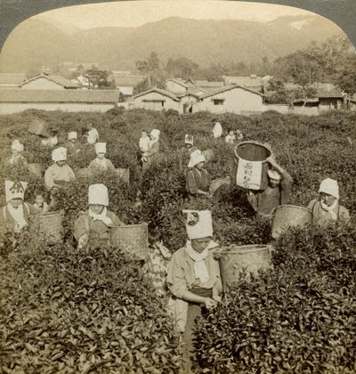 Meninas colhendo chá, Uji, Japão. de Underwood and Underwood