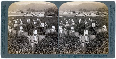 Meninas colhendo chá na famosa plantação de Uji, Japão, 1904 de Underwood and Underwood