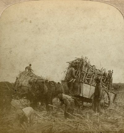 Carregando cana, plantação de açúcar, Louisiana, EUA. de Underwood and Underwood