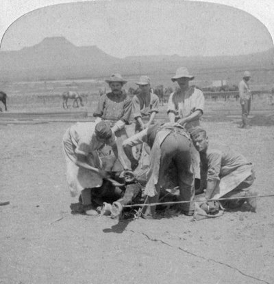 Calçando cavalos em Naauwpoort, África do Sul, Guerra dos Bôeres, 1900 de Underwood and Underwood