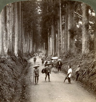 Os bosques foram os primeiros templos de Deus, avenida de nobres criptomérias em Nikko, Japão, 1904 de Underwood and Underwood
