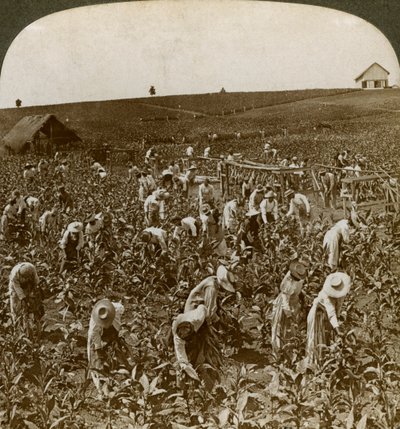 Campo de tabaco, Montpeller, Jamaica, 1900. de Underwood and Underwood