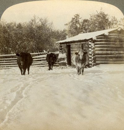 Inverno em um rancho, Montana, EUA. de Underwood and Underwood
