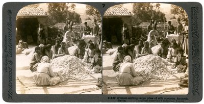 Mulheres classificando grandes pilhas de casulos de seda, Antioquia, Síria, década de 1900. de Underwood and Underwood