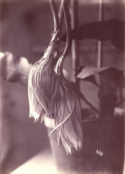[Cereus de floração nocturna, fechado após a floração] de Unidentified