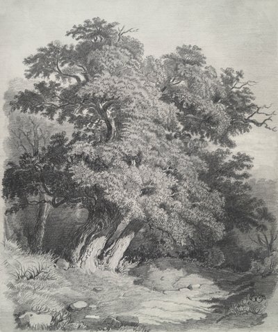 Tufos de Árvores de Unknown