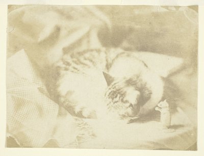 O gato da Sra. Craik de Unknown