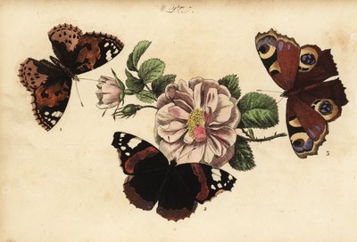 Borboleta pintada, Vanessa cardui 1, almirante vermelho, Vanessa atalanta 2 e pavão europeu, Aglais io 3 de Unknown