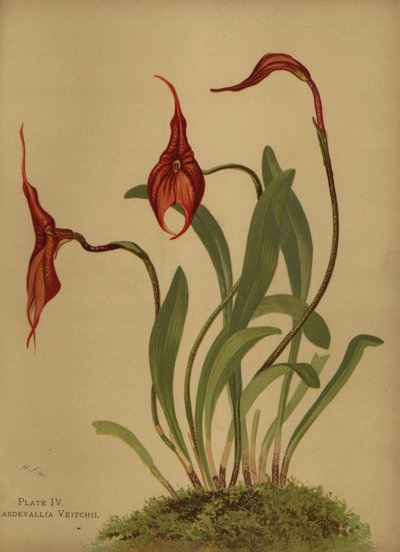 Masdevallia de Veitchs ou rei dos masdevallias, Masdevallia veitchiana de Unknown