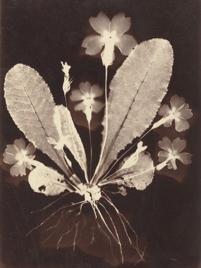 Fotograma Botânico de Unknown 19th Century