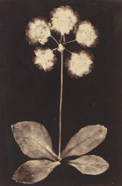 Fotograma Botânico de Unknown 19th Century