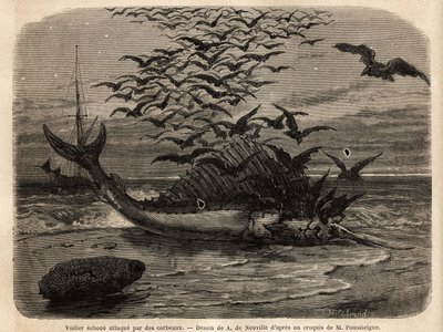 Um veleiro cosmopolita, o peixe mais rápido do mundo, graças à sua barbatana em forma de vela nas costas, avariada na costa e atacada por corvos. Gravura para ilustrar a história Quatre mois en Florida, de M. Pousselgue, em 1851-1852, publicada em "le tour de Unknown artist