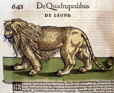 Um leão após "Historia Animalium" de Conrad Gesner, Tiguri de Unknown artist