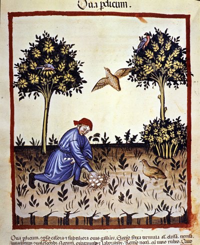 Um homem apanha ovos de um ninho de perdiz. Iluminação a partir da ordenha de medicamentos e dietética "Tacuinum sanitatis". de Unknown artist