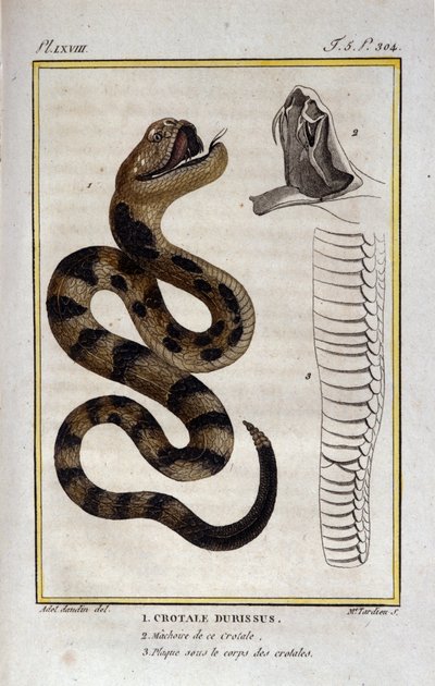 Uma cascavel. Placa retirada de um Tratamento de História Natural de "Obras de Buffon" pelo naturalista Georges Louis Leclerc, Conde de Buffon (1707 - 1788). Século XIX de Unknown artist