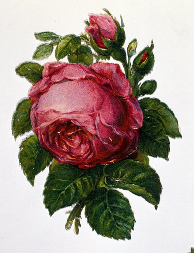 Uma rosa de Unknown artist