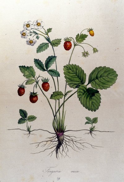Um morangueiro e seus frutos: tabuleiro botânico do século XIX. de Unknown artist