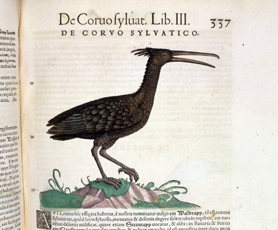 Um corvo selvagem do Historia Animalium de Conrad Gesner, Tiguri 1560. Biblioteca nazionale Braidense. Milão de Unknown artist