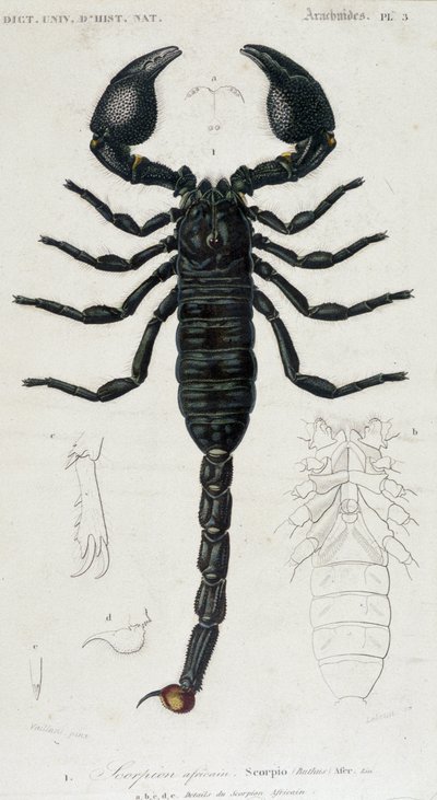 Escorpião Africano - Conselho de História Natural de Unknown artist