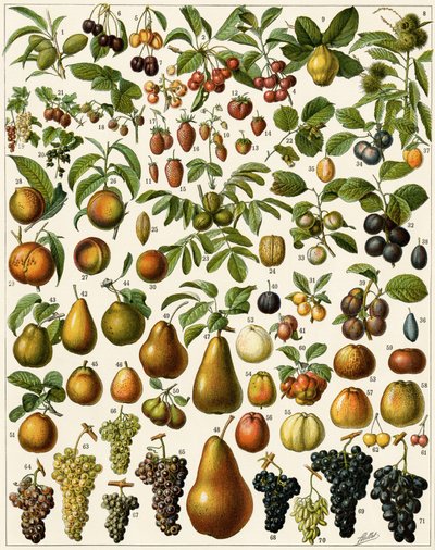 Agricultura: Tabuleiro botânico representando frutos comestíveis (cereja, framboesa, morango, mirtilo, pêssego, damasco, nozes, uvas, pêra, avelã, figo, maçã, ameixa...). Litografia colorida. de Unknown artist