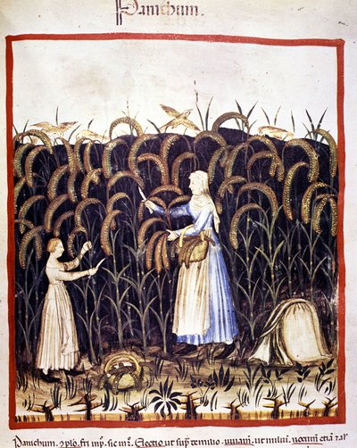 Agricultura. Pânico recoleto (cereais). Iluminação a partir da ordenha de medicamentos e dietética "Tacuinum sanitatis". de Unknown artist
