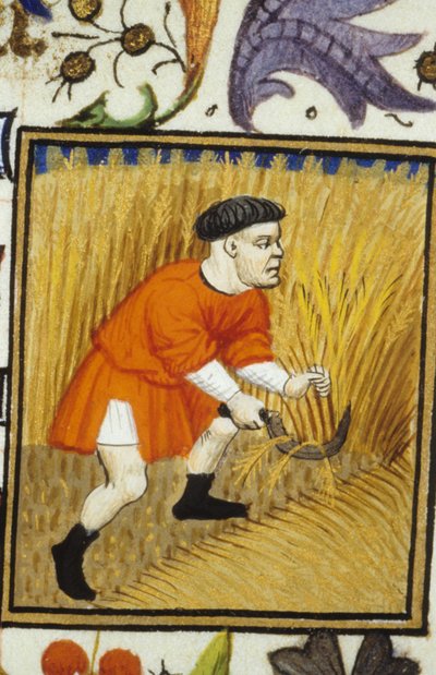 Representação alegórica de Julho. Colheita: um camponês ceifando trigo dourado. Miniatura de um manuscrito do século XIV. de Unknown artist
