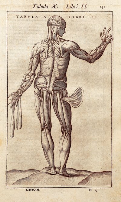 Quadro anatómico representando um homem nas costas. Gravura em "" Anatomia Corporis Humani "" de Juan Valverde De Amusco (1525-1588). Barcelona. Biblioteca de Catalunya (Biblioteca Nacional da Catalunha, Barcelona). de Unknown artist