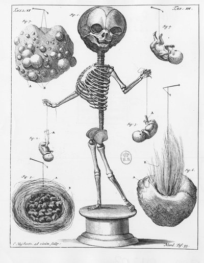 Placa anatômica representando um esqueleto, de Frederik Ruysch (1638-1731), anatomista holandês. de Unknown artist