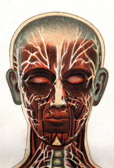 Anatomia: secção transversal do crânio humano, secção vista de frente representando o sistema muscular. "O novo medicamento natural" de F.E. Bilz.1898. de Unknown artist