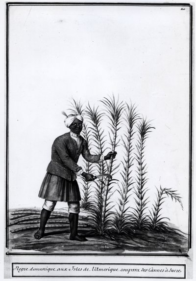 Antilhas, negro doméstico cortando cana de açúcar. de Unknown artist