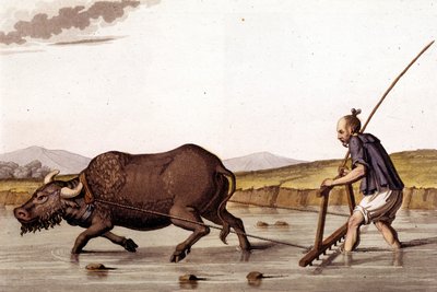 Longe de arar o campo de arroz com um boi - em Le costume ancien et moderne de J. Ferrario, ed. Milan de Unknown artist