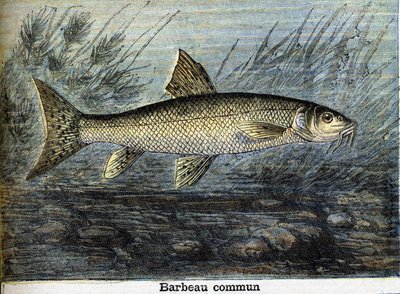 Barbeau Commun. Gravura a partir de 1897 de Unknown artist