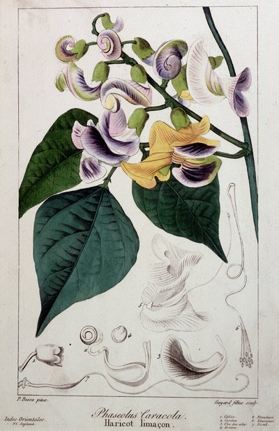 Lesma de feijão (phaseolus caracola), placa botânica de Unknown artist