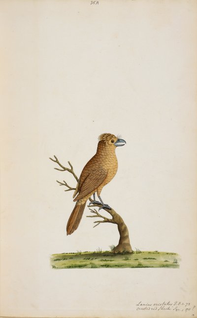 Ave, possivelmente uma espécie de Flycatcher.ainda não identificada, talvez um tipo de Silky-Flycatcher de cauda longa, 
